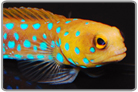 Blue Spot Jawfish